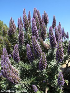 san diego trees with purple flowers