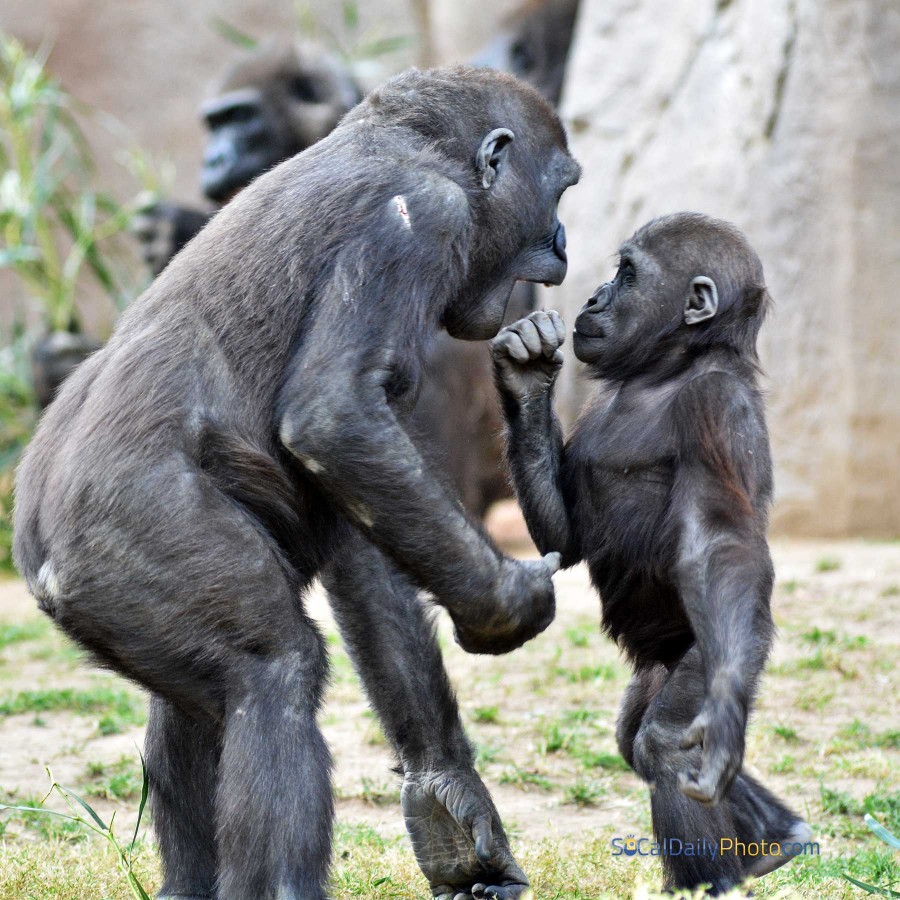 baby silverback gorilla